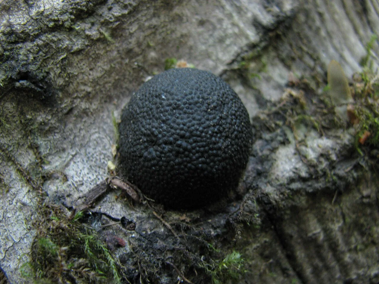 Annulohypoxylon hians (Annulohypoxylon hians) — photo mycologique