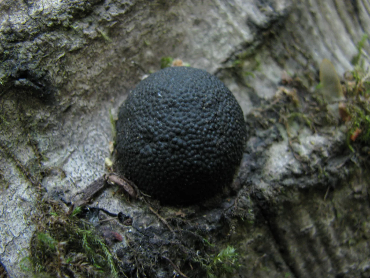 Annulohypoxylon stygium (Annulohypoxylon stygium) — photo mycologique