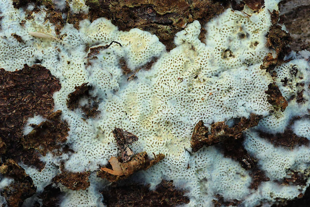 Anomoporia bombycina (Anomoporia bombycina) — photo mycologique