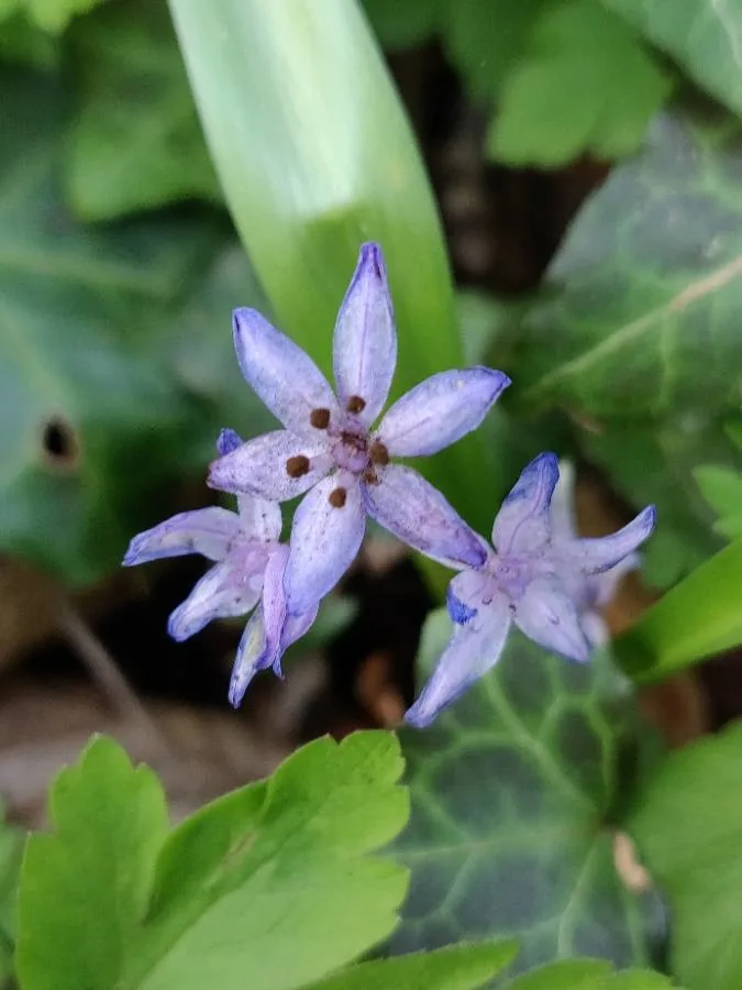 Antherospora tractemae (Antherospora tractemae) — photo mycologique