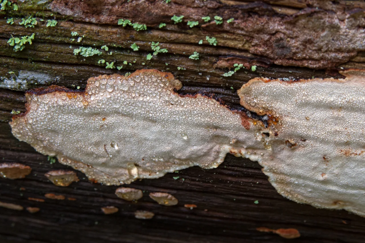 Anthoporia albobrunnea (Anthoporia albobrunnea) — photo mycologique