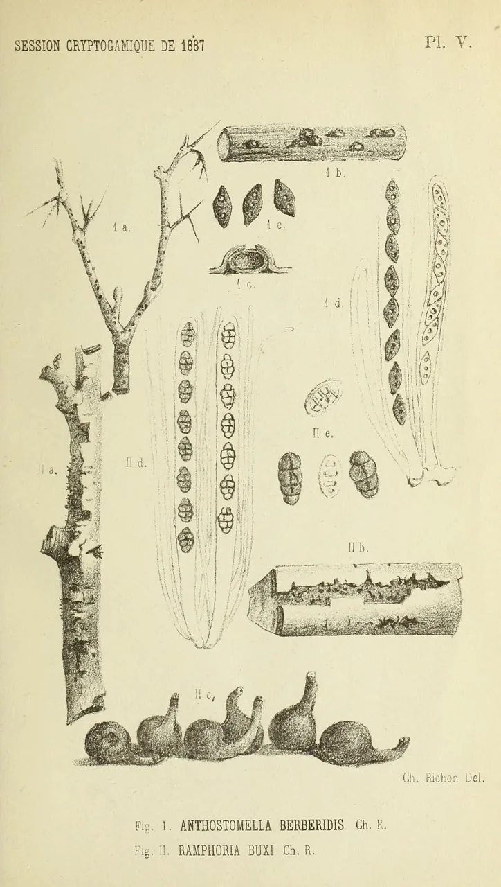 Anthostomella cocois-capitatae (Anthostomella cocois-capitatae) — photo mycologique