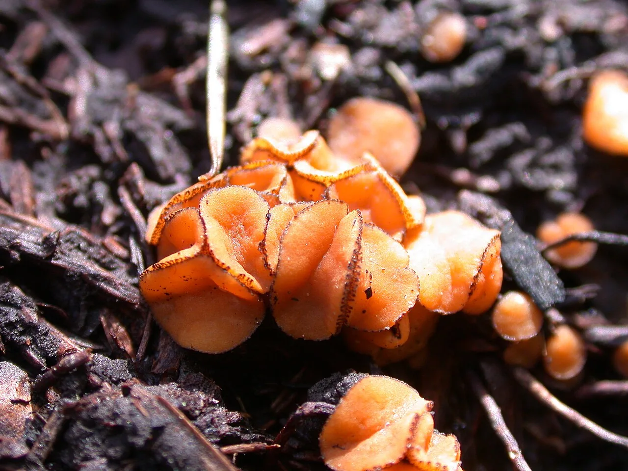 Anthracobia macrocystis (Anthracobia macrocystis) — photo mycologique