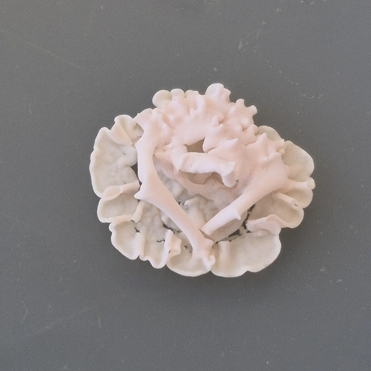 Anthracocystis rhytachnes (Anthracocystis rhytachnes) — photo mycologique