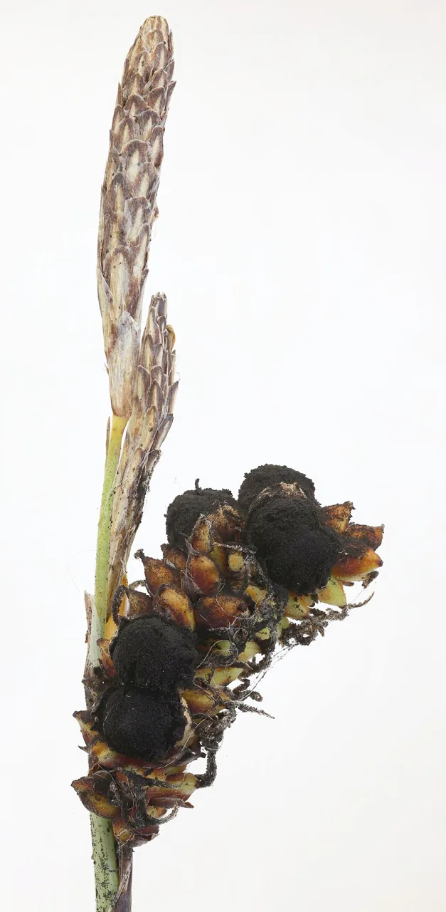 Anthracoidea americana (Anthracoidea americana) — photo mycologique