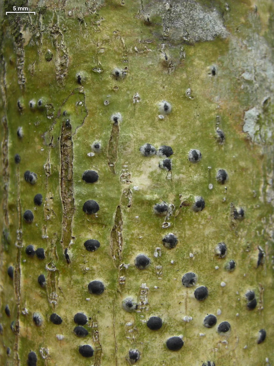 Anthracothecium albescens (Anthracothecium albescens) — photo mycologique