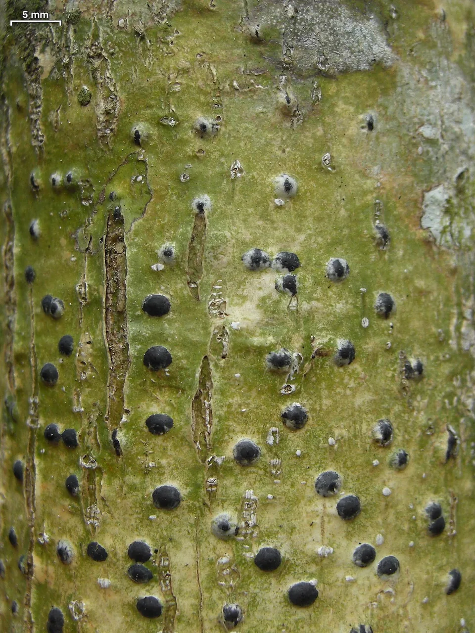 Anthracothecium variolosum (Anthracothecium variolosum) — photo mycologique