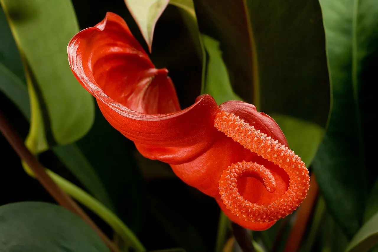 Anthurium de Scherzerer (Anthurium scherzerianum) : photo botanique