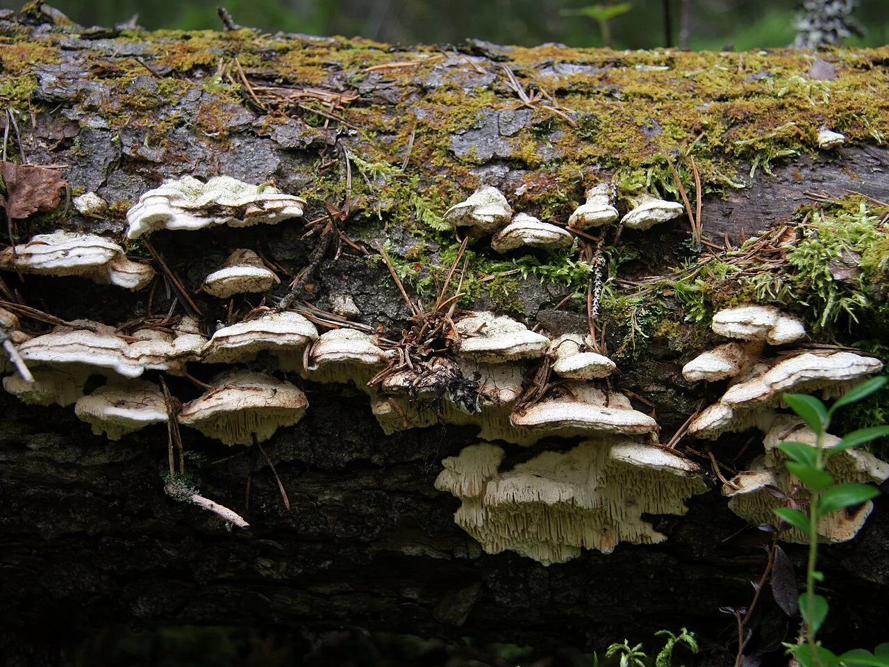 Antrodia heteromorpha (Antrodia heteromorpha) — photo mycologique