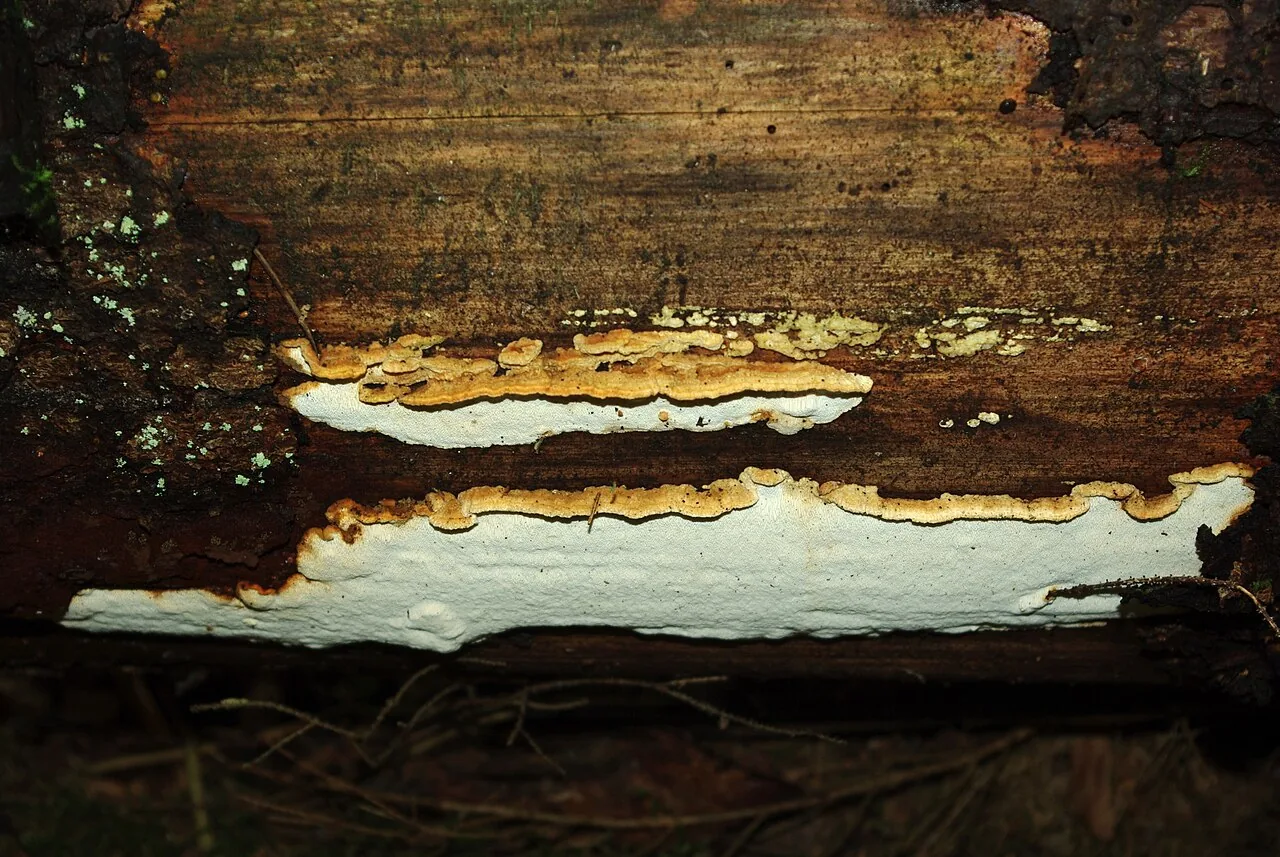 Antrodia multiformis (Antrodia multiformis) — photo mycologique