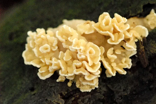 Antrodiella serpula (Antrodiella serpula) — photo mycologique