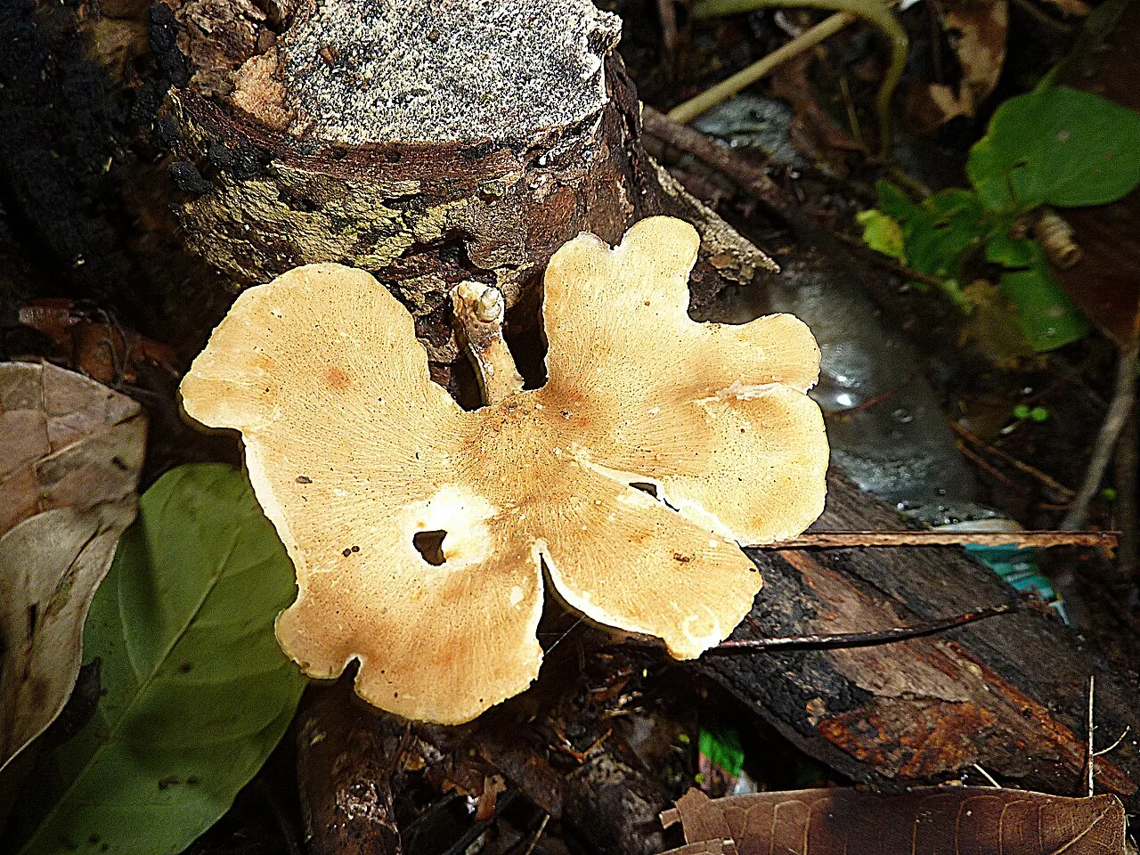 Antrodiella versicutis (Antrodiella versicutis) — photo mycologique