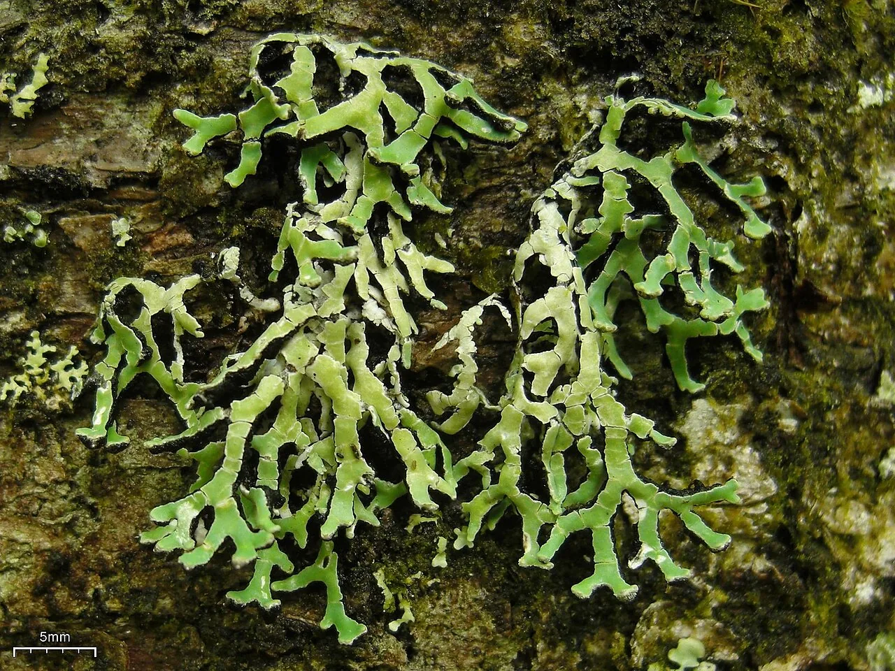 Anzia masonii (Anzia masonii) — photo mycologique
