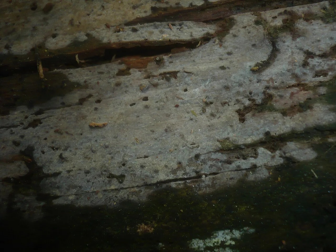 Aphanobasidium aurora (Aphanobasidium aurora) — photo mycologique