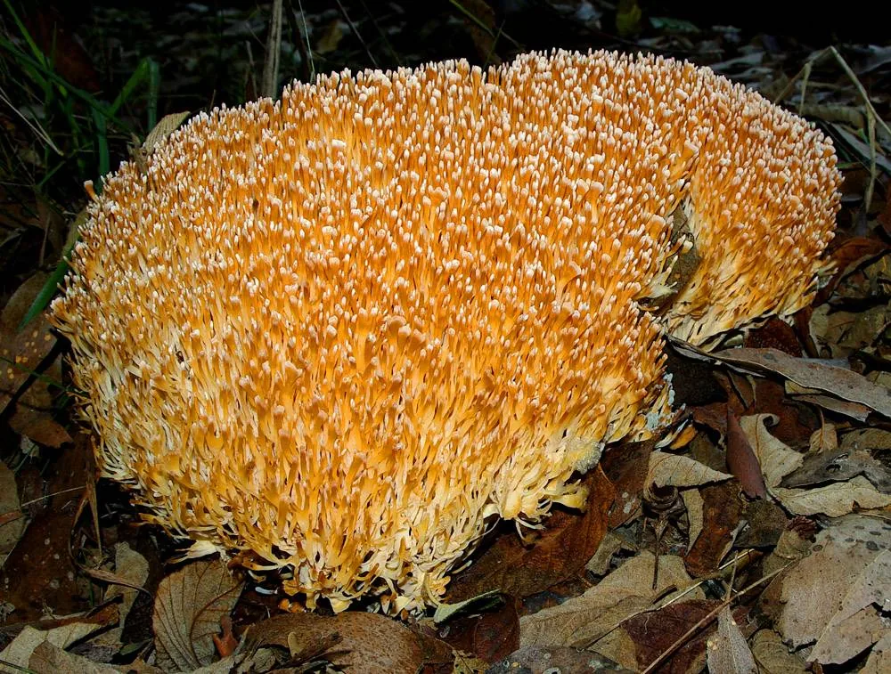 Aphelaria aurantiaca (Aphelaria aurantiaca) — photo mycologique