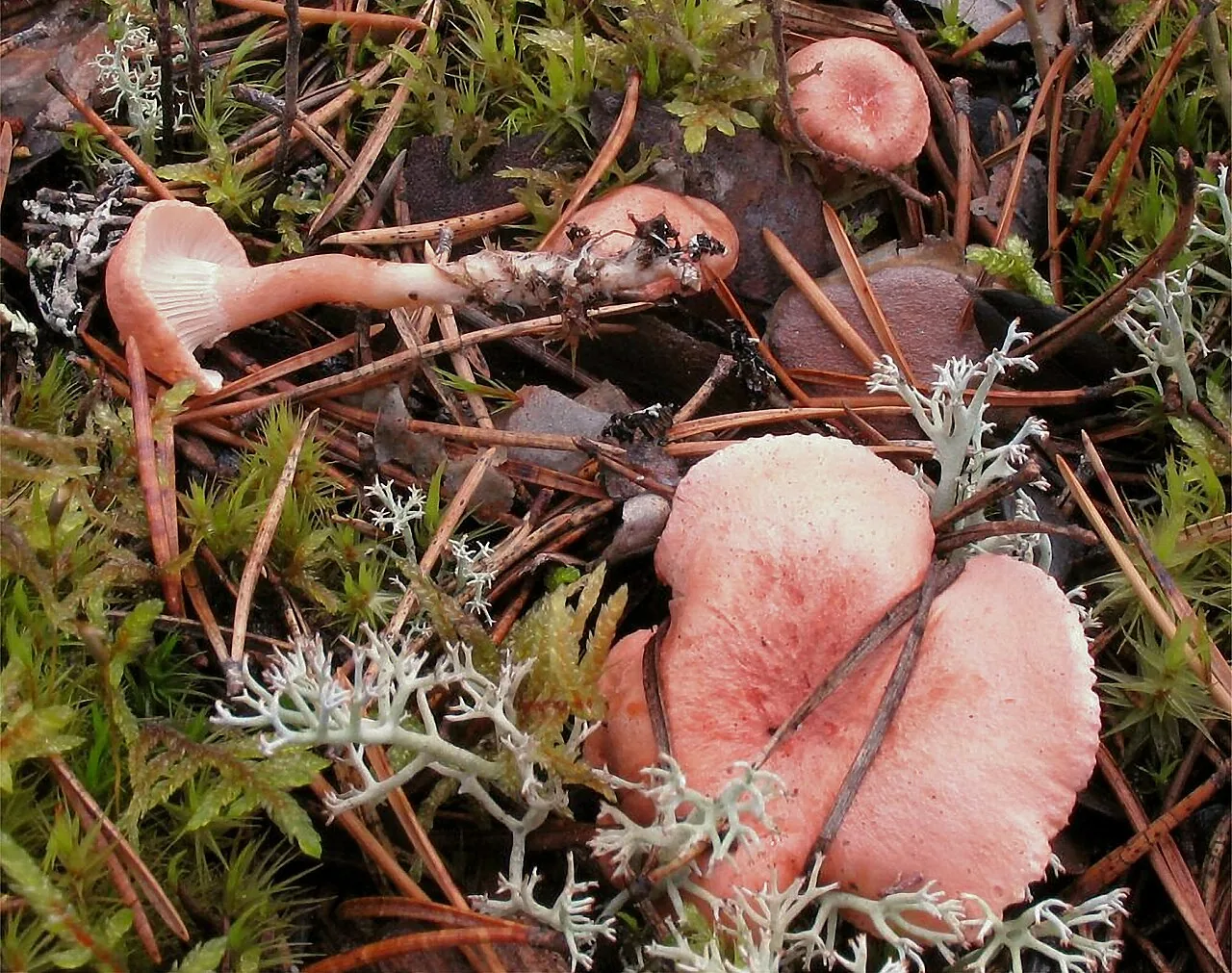 Aphroditeola olida (Aphroditeola olida) — photo mycologique
