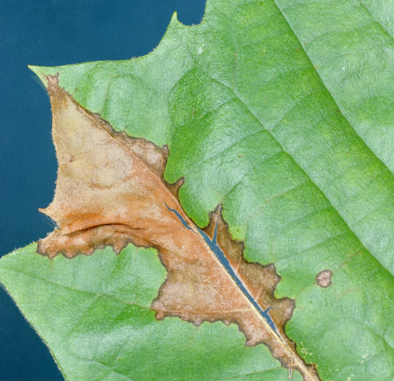 Apiognomonia borealis (Apiognomonia borealis) — photo mycologique
