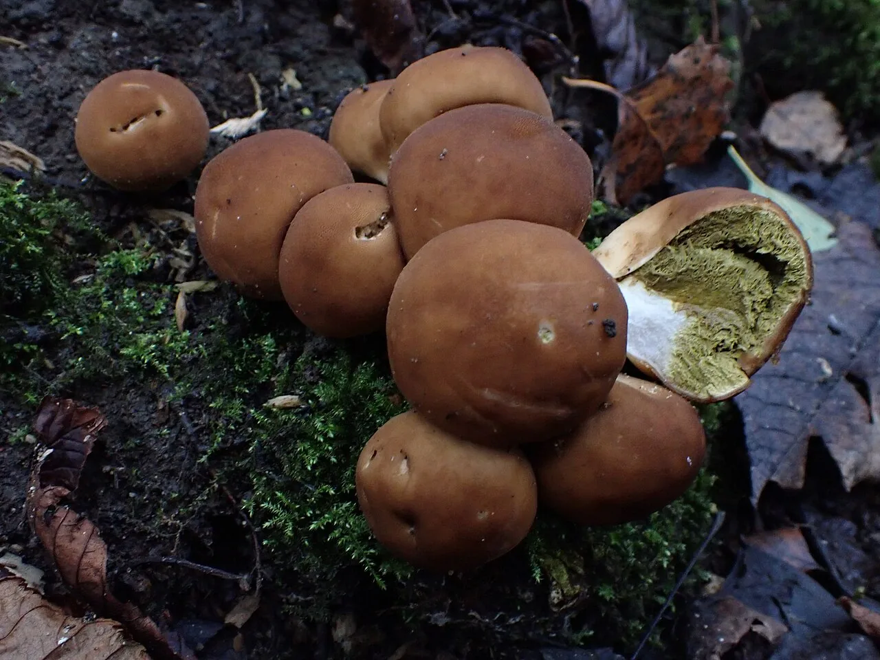 Apioperdon pyriforme (Apioperdon pyriforme) — photo mycologique