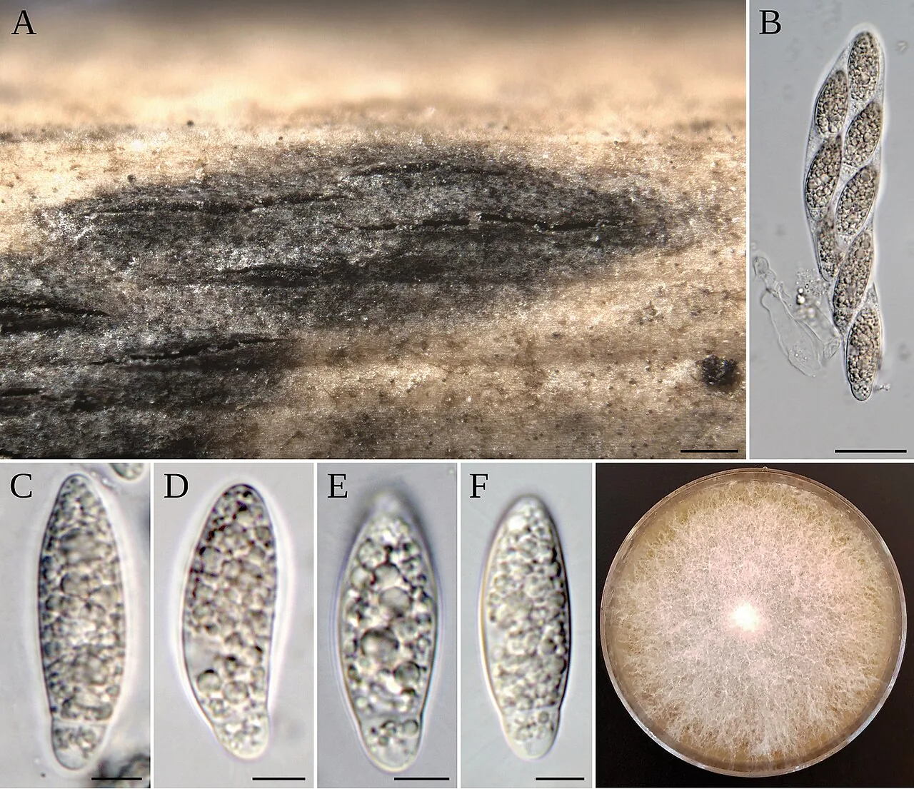 Apiospora aberrans (Apiospora aberrans) — photo mycologique