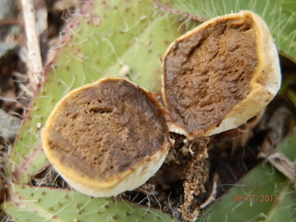 Arachnion lazoi (Arachnion lazoi) — photo mycologique