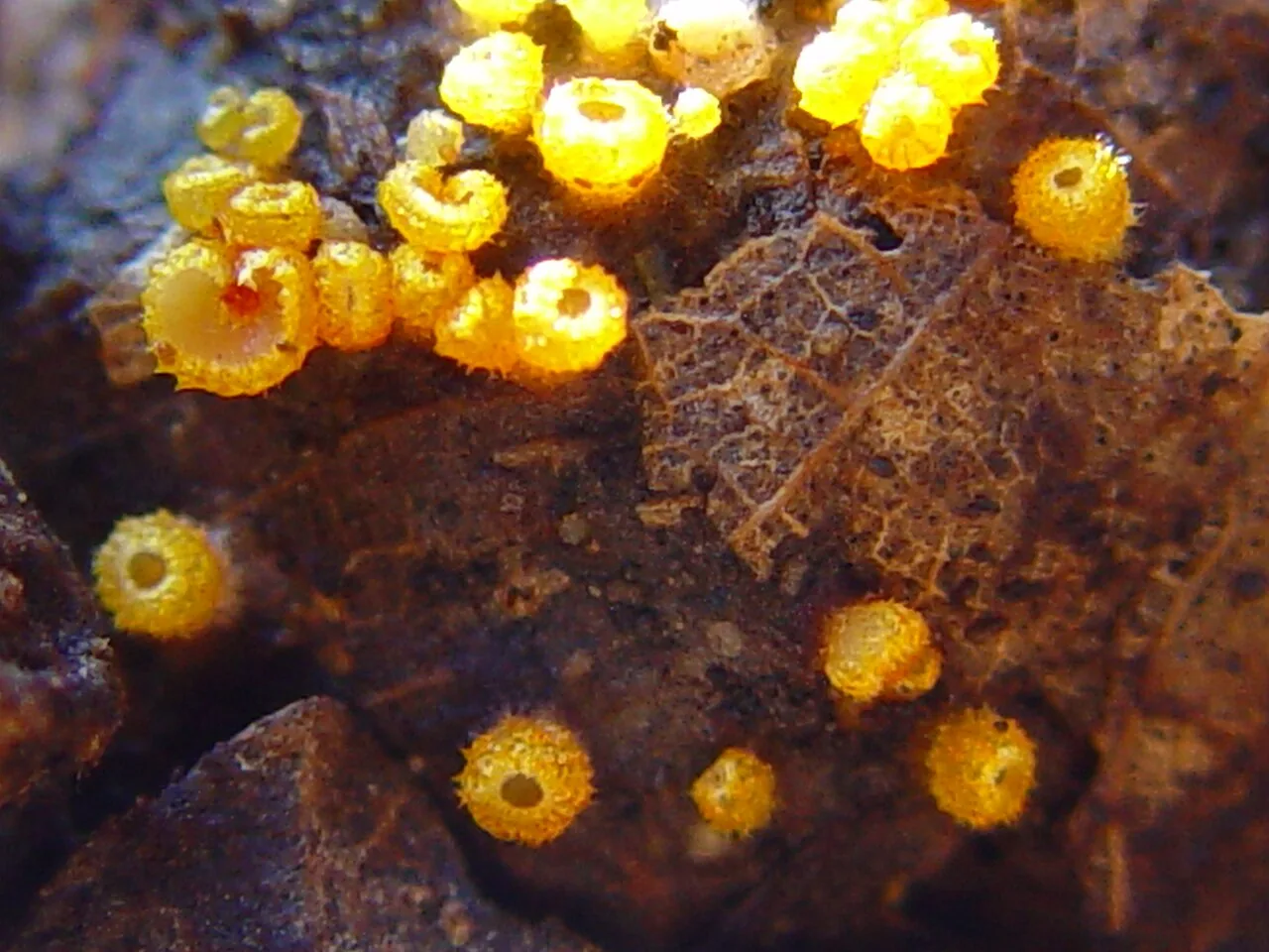 Arachnopeziza major (Arachnopeziza major) — photo mycologique