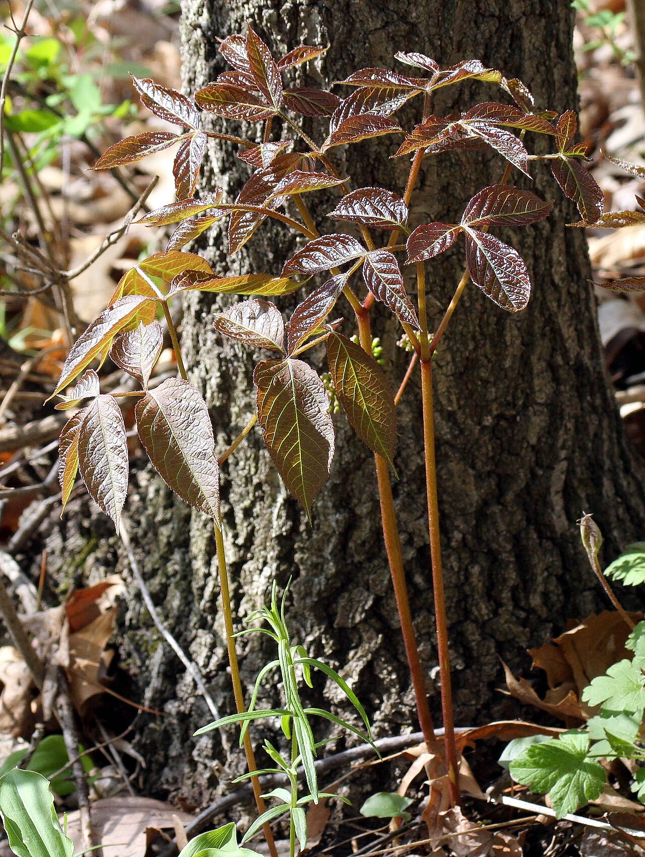 Aralia à tige nue (Aralia nudicaulis) — photo botanique