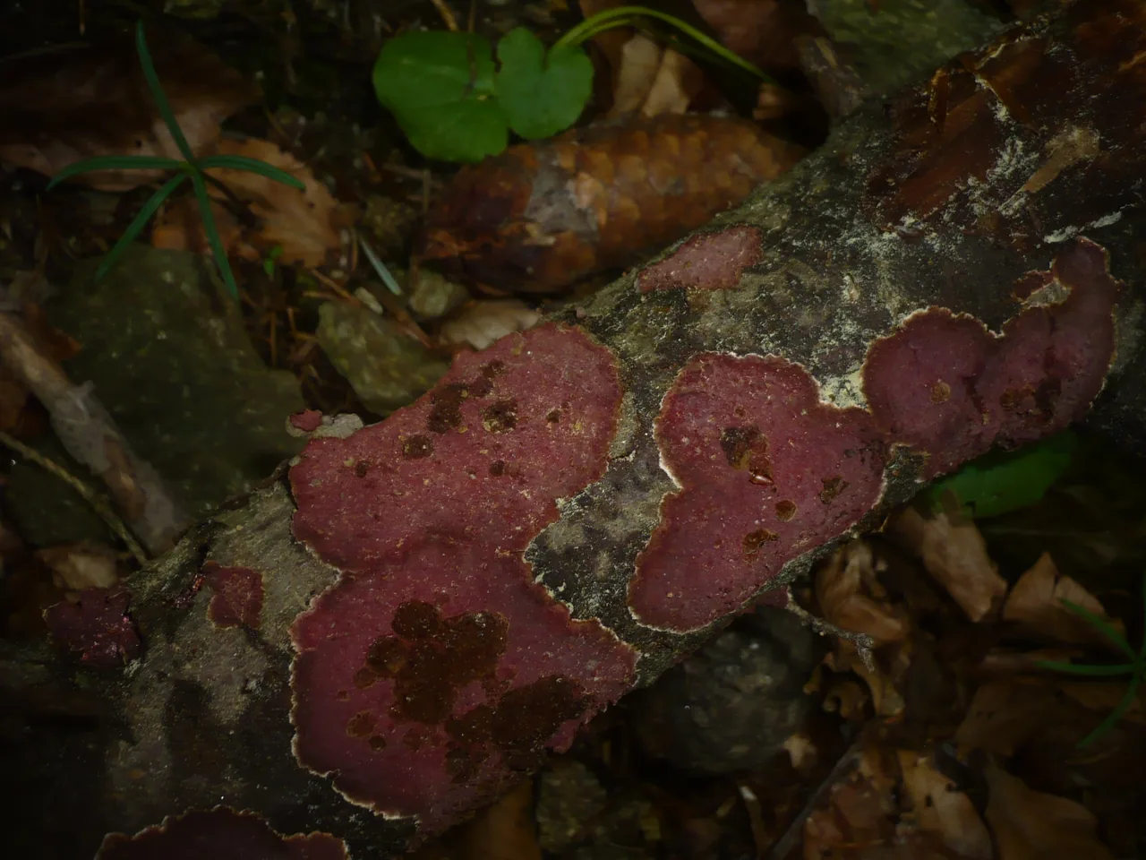 Arambarria cognata (Arambarria cognata) — photo mycologique