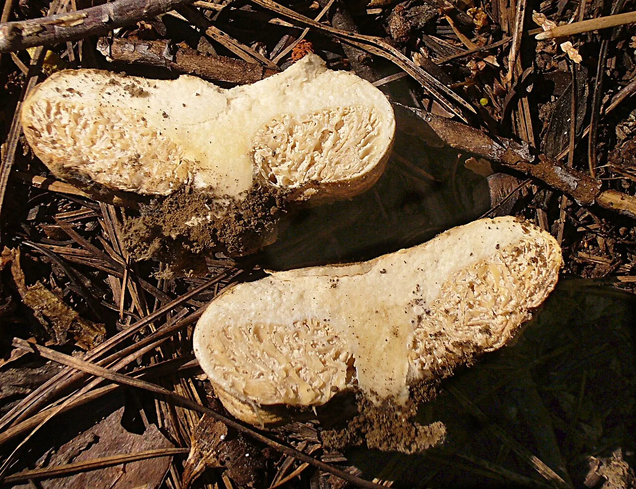 Arcangeliella daucina (Arcangeliella daucina) — photo mycologique
