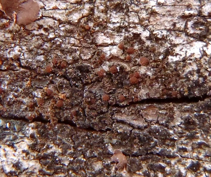 Arctomia uviformis (Arctomia uviformis) — photo mycologique