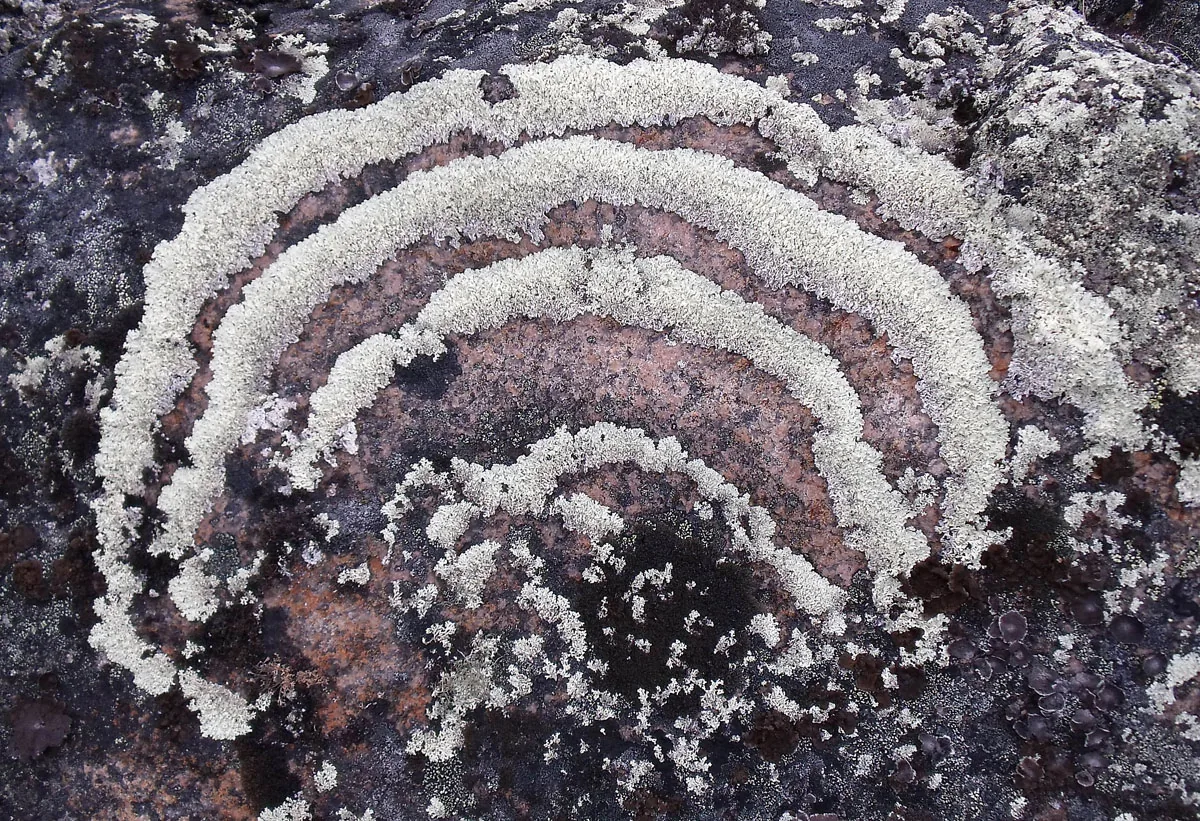 Arctoparmelia centrifuga (Arctoparmelia centrifuga) — photo mycologique
