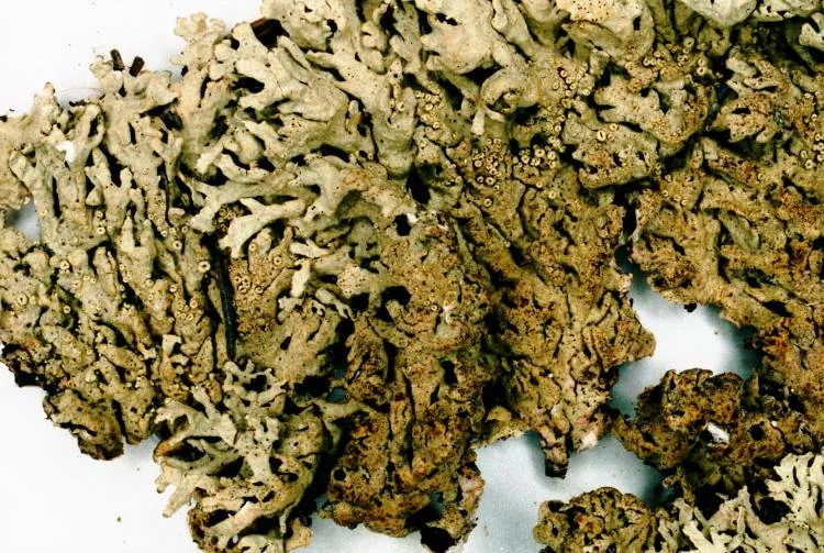 Arctoparmelia subcentrifuga (Arctoparmelia subcentrifuga) — photo mycologique