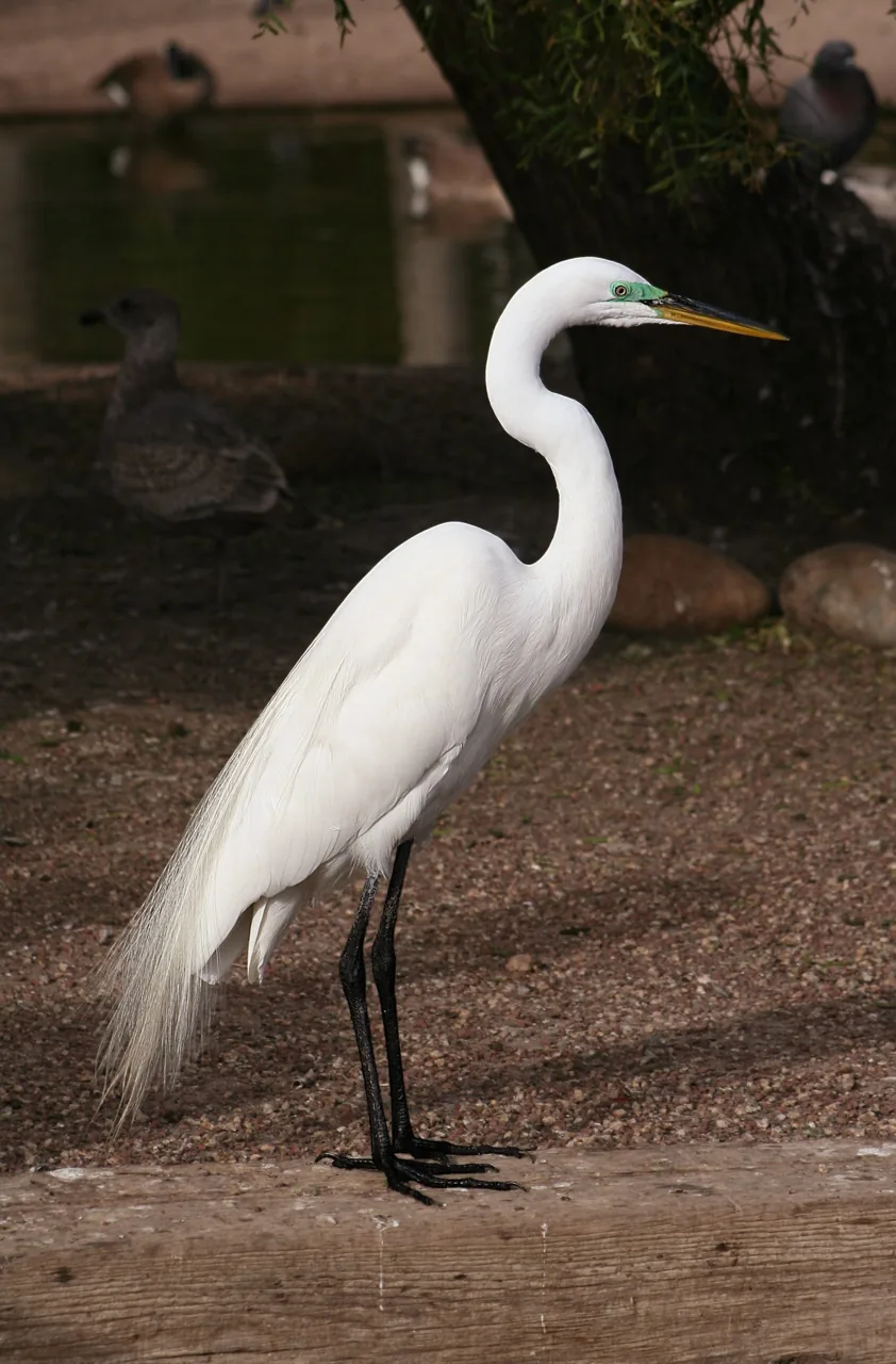 Grande Aigrette (Ardea alba) — photo vertébré
