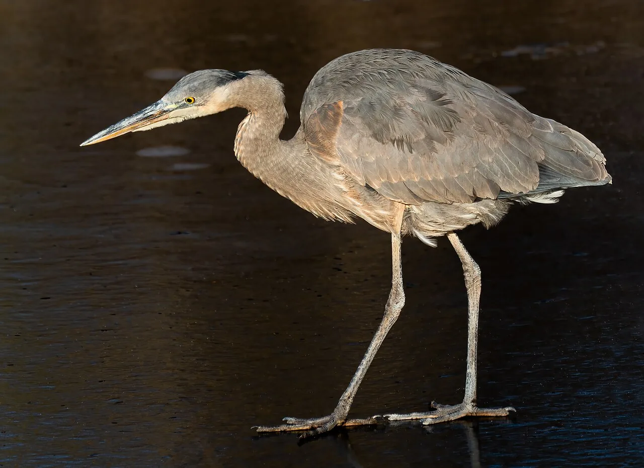 Grand Héron (Ardea herodias) — photo vertébré