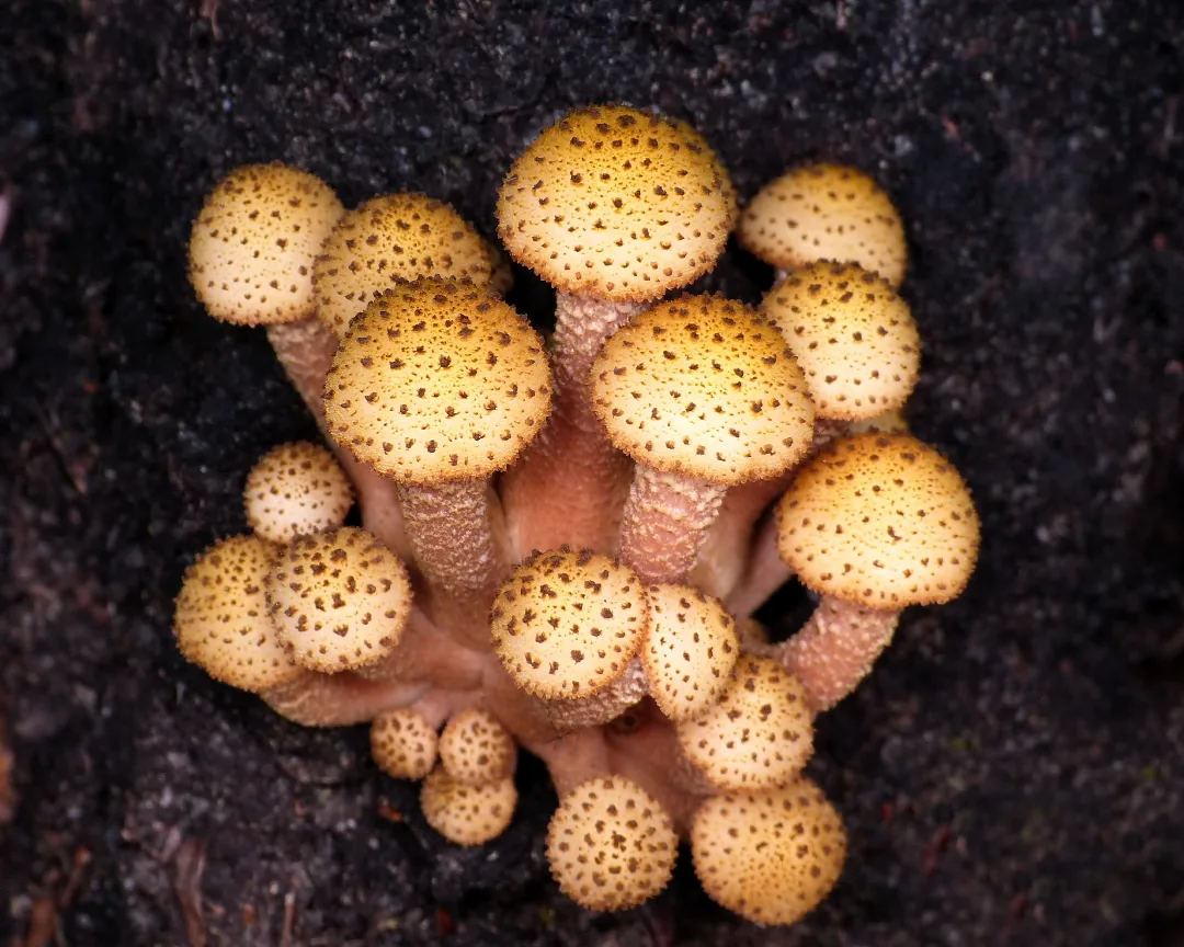 Armillaria limonea (Armillaria limonea) — photo mycologique
