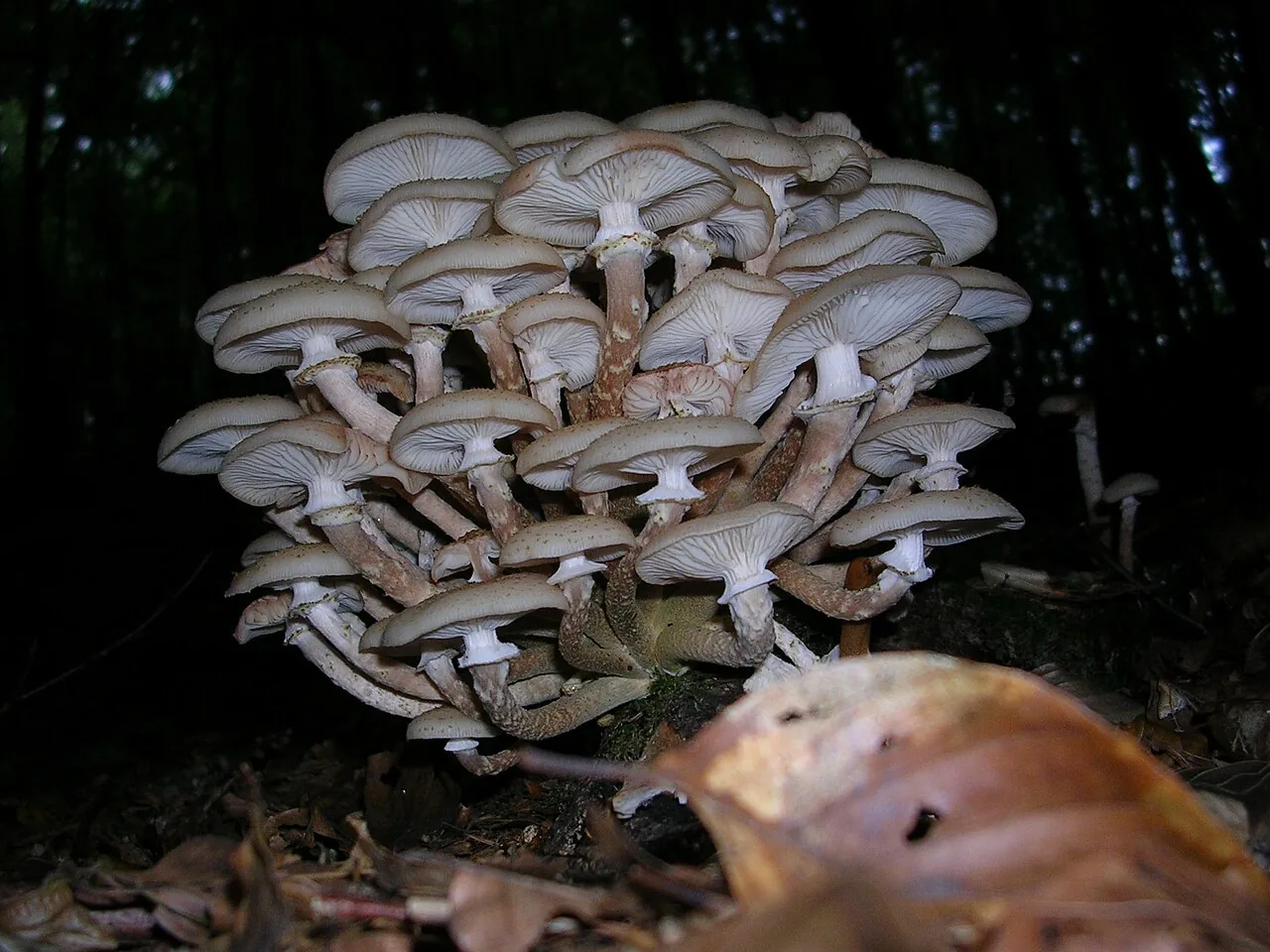 Armillaria mellea (Armillaria mellea) — photo mycologique