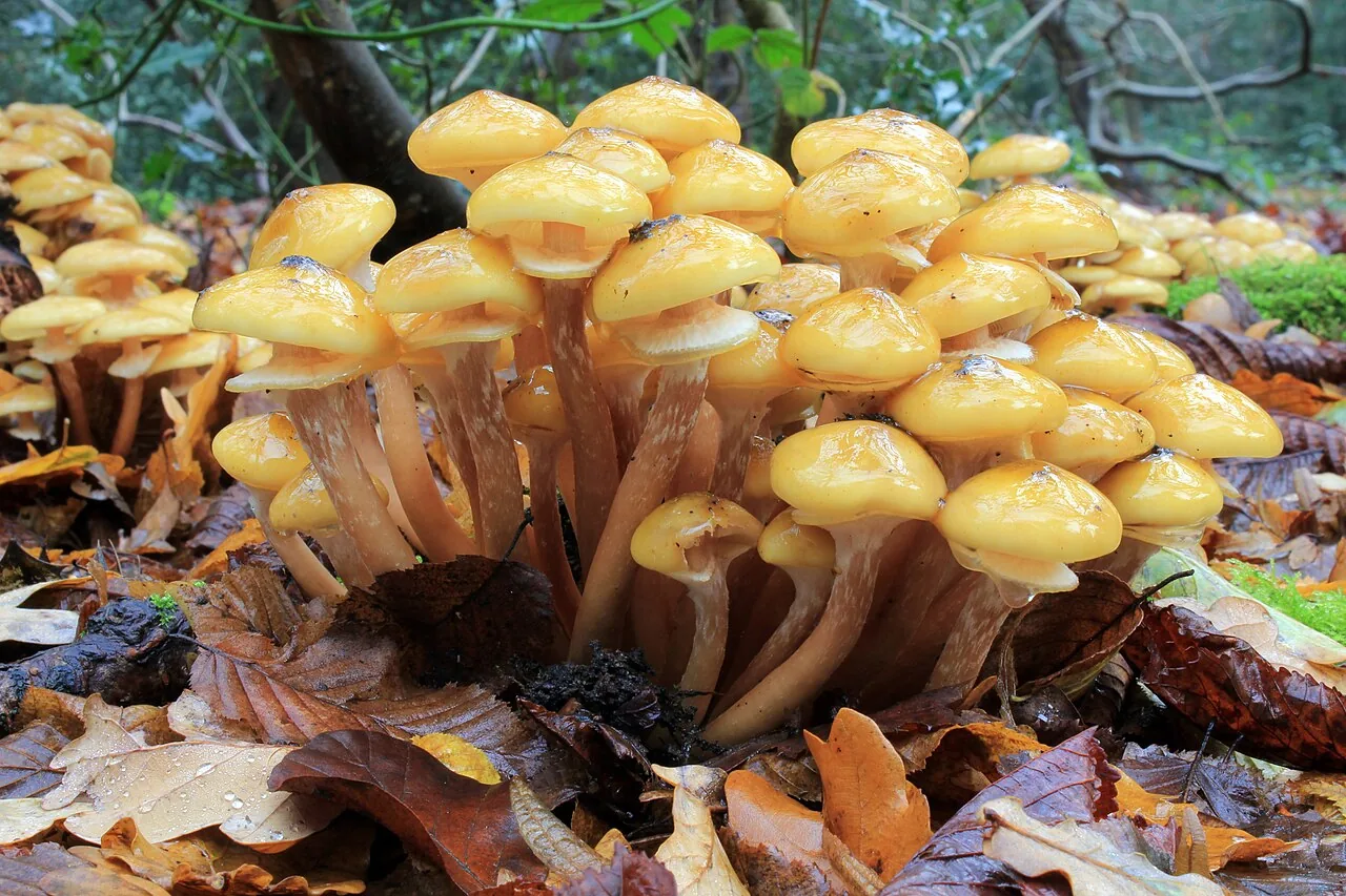 Armillaria montagnei (Armillaria montagnei) — photo mycologique