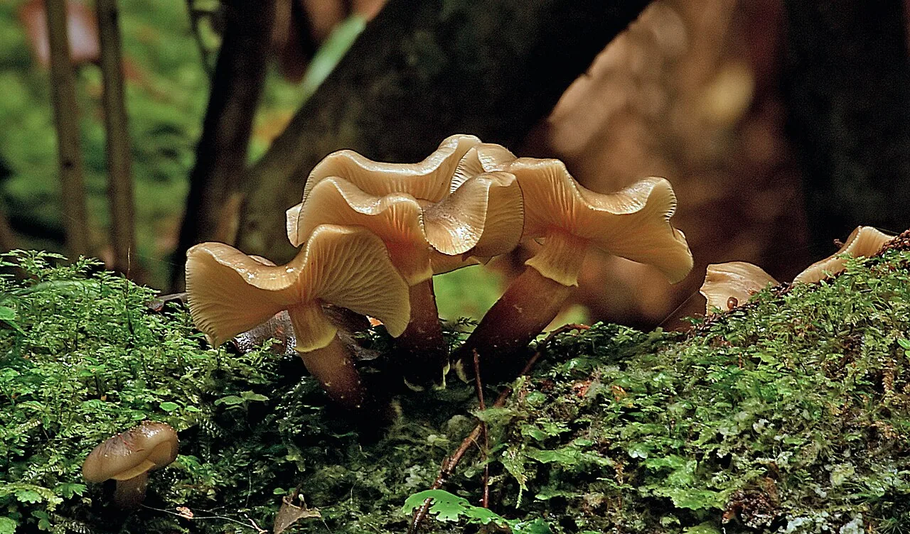 Armillaria novae-zelandiae (Armillaria novae-zelandiae) — photo mycologique