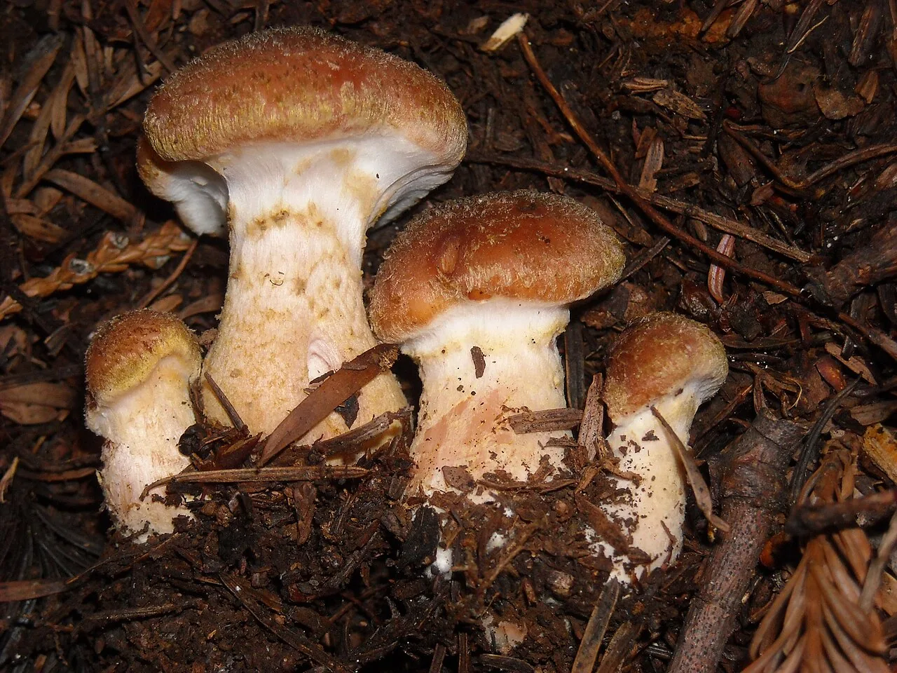Armillaria sinapina (Armillaria sinapina) — photo mycologique