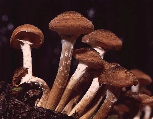 Armillaria solidipes (Armillaria solidipes) — photo mycologique