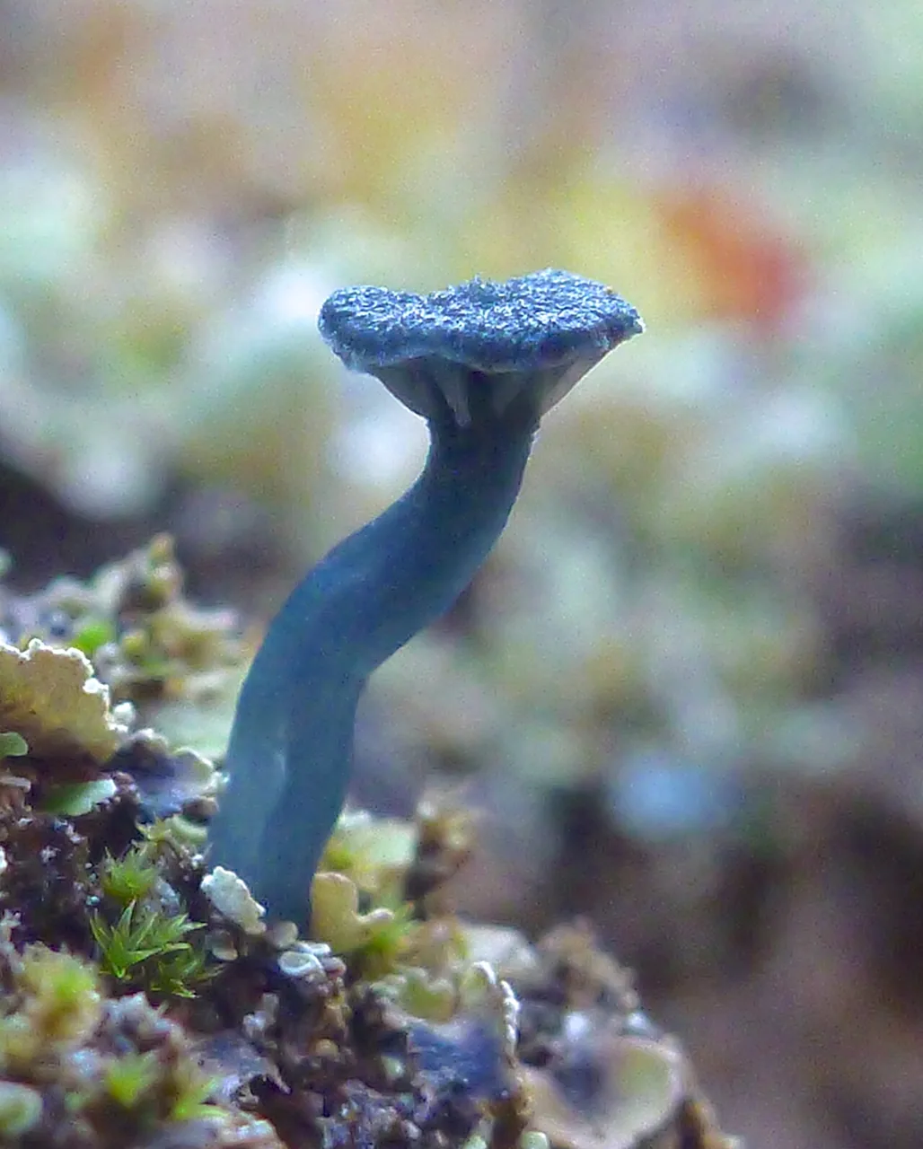 Arrhenia chlorocyanea (Arrhenia chlorocyanea) — photo mycologique