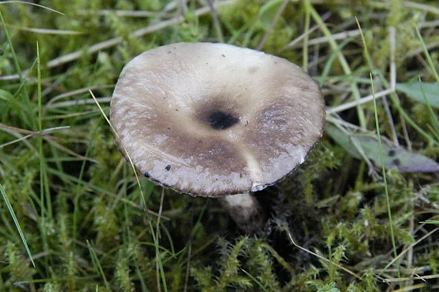 Arrhenia glauca (Arrhenia glauca) — photo mycologique