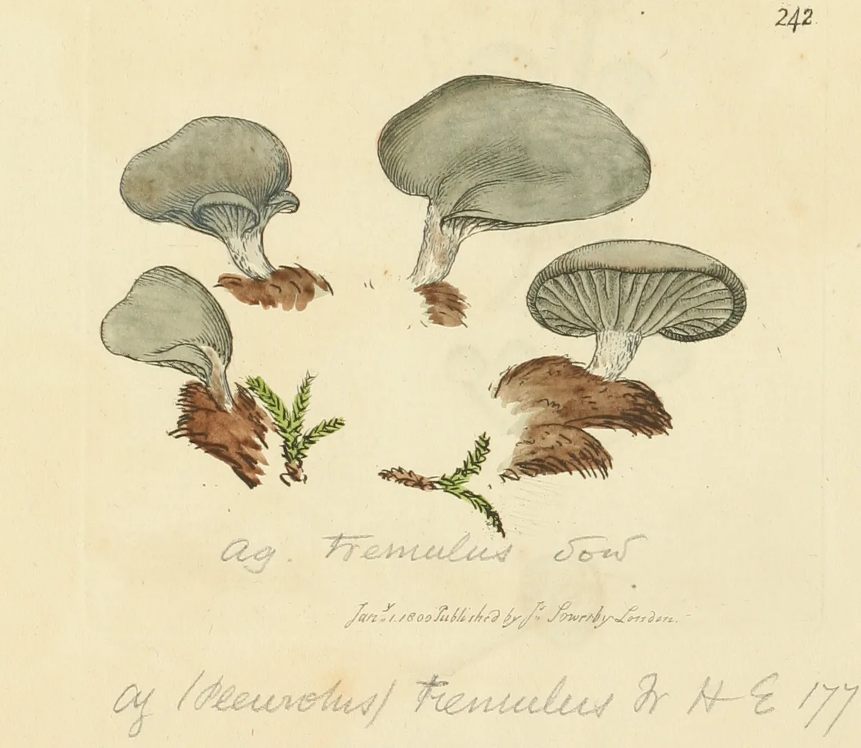 Arrhenia latispora (Arrhenia latispora) — photo mycologique