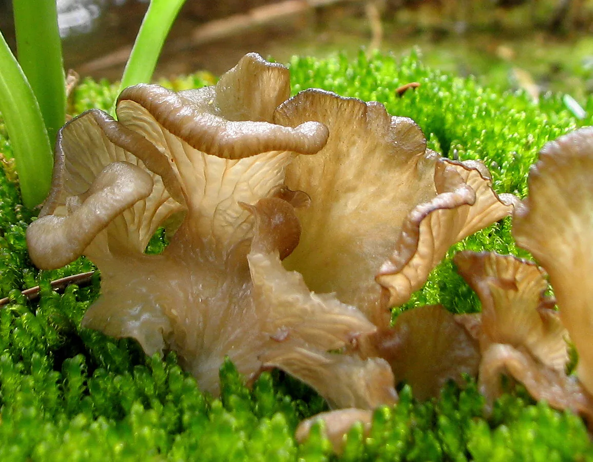 Arrhenia lobata (Arrhenia lobata) — photo mycologique