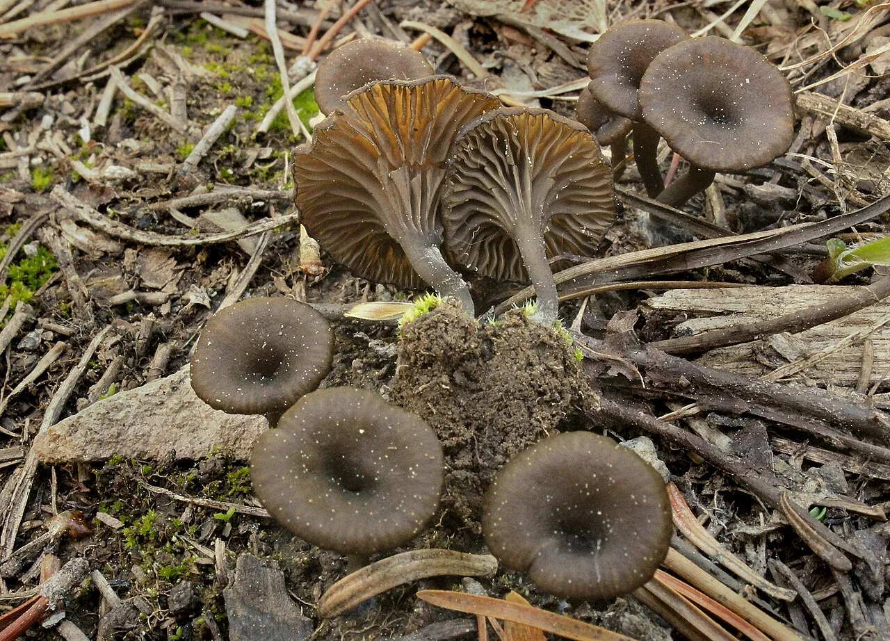 Arrhenia obscurata (Arrhenia obscurata) — photo mycologique