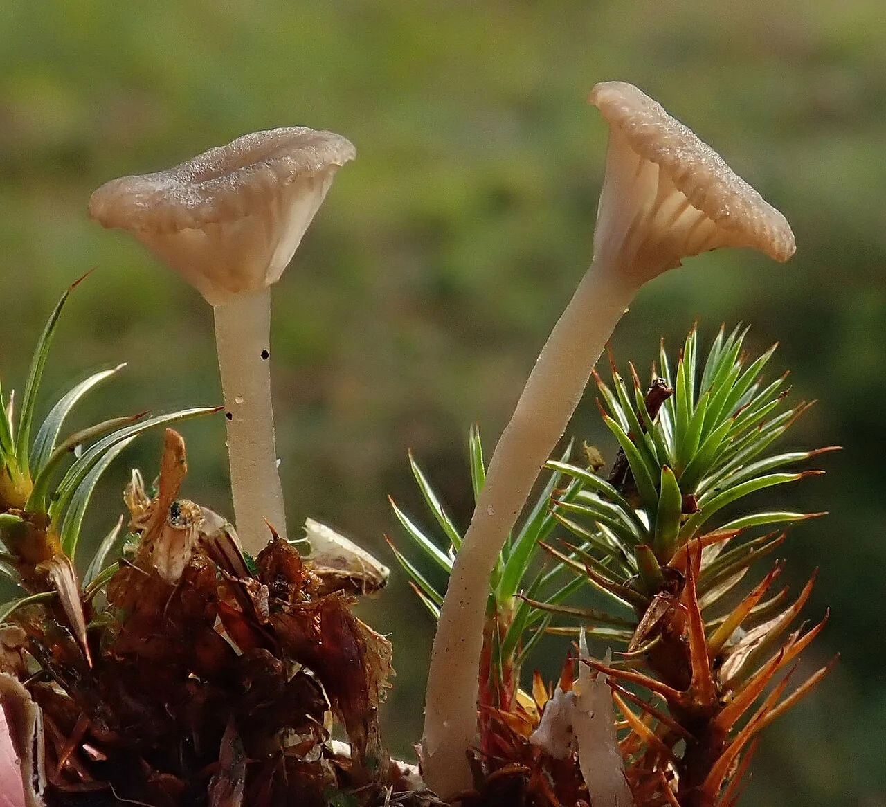 Arrhenia rustica (Arrhenia rustica) — photo mycologique
