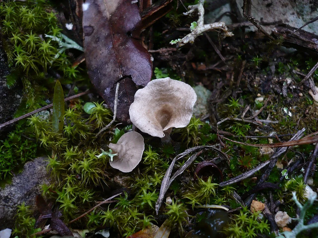 Arrhenia spathulata (Arrhenia spathulata) — photo mycologique