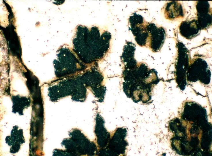 Arthonia chiodectella (Arthonia chiodectella) — photo mycologique