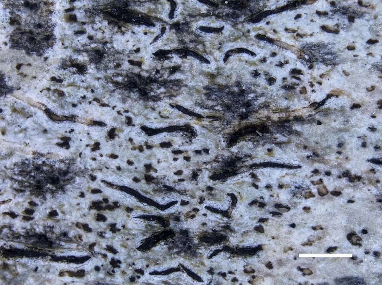 Arthonia graphidicola (Arthonia graphidicola) — photo mycologique