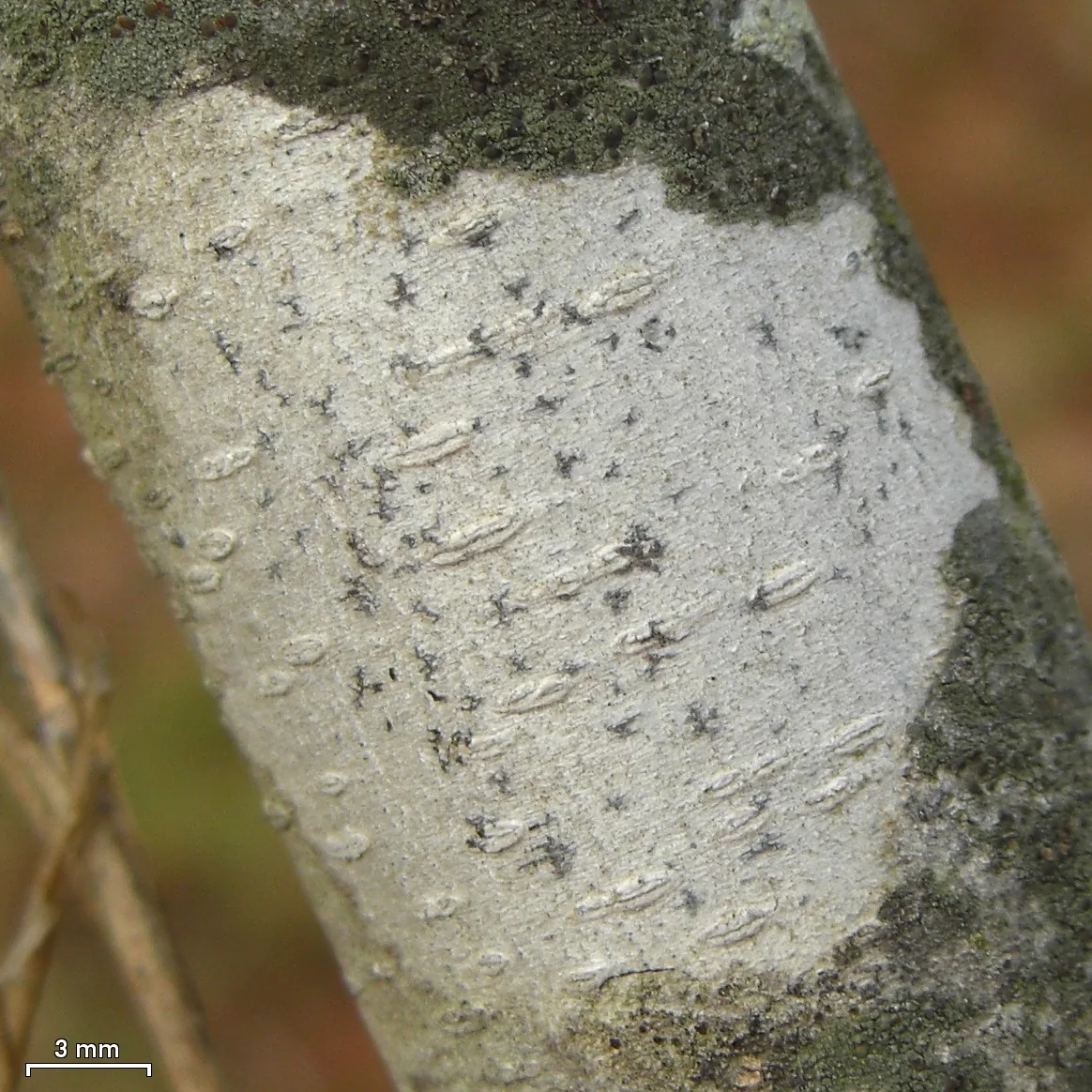 Arthonia paradoxa (Arthonia paradoxa) — photo mycologique