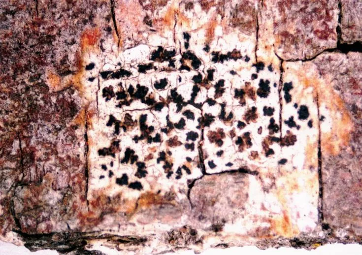 Arthonia radiata (Arthonia radiata) — photo mycologique